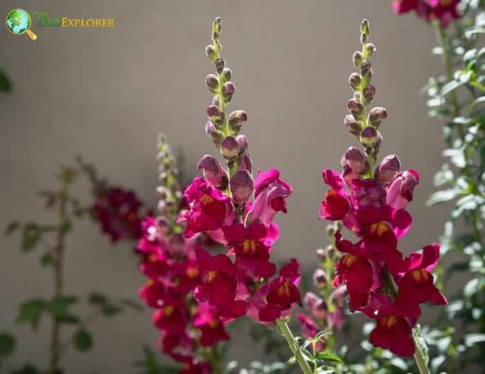 Snapdragon Flowers