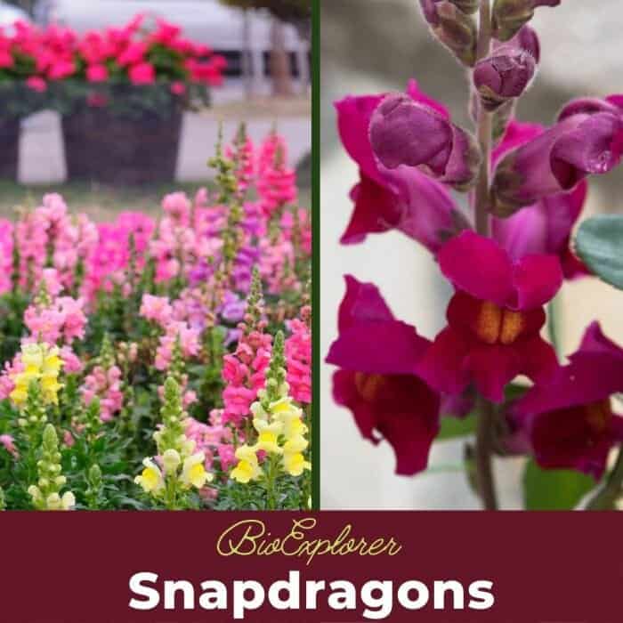 Snapdragons