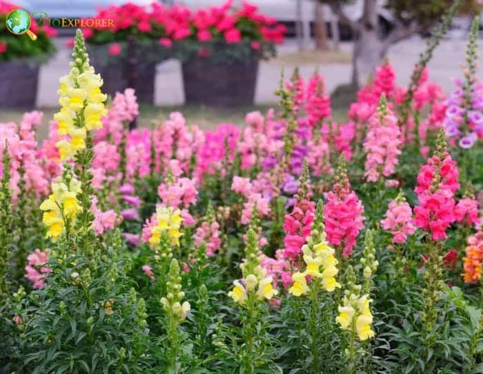 Snapdragons Flowering Plants