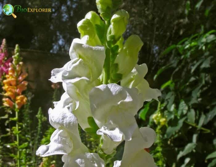 Snapdragons White