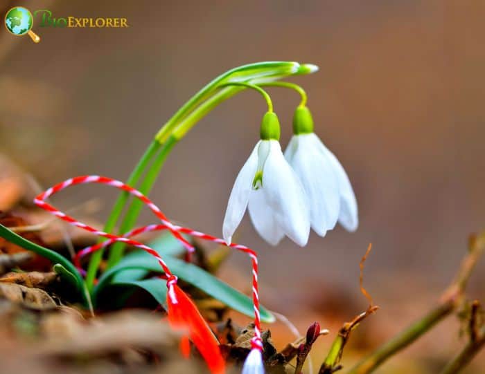 Snowdrop In Various Cultures