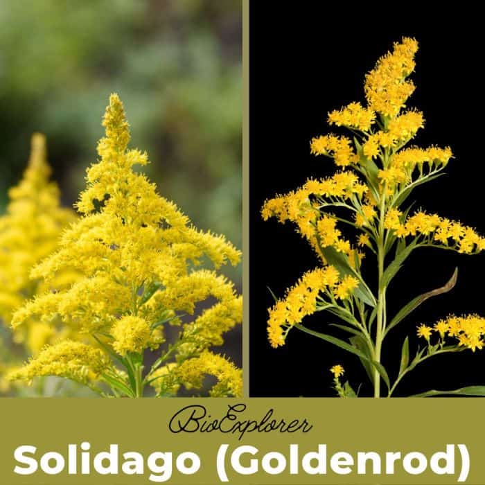 Solidago