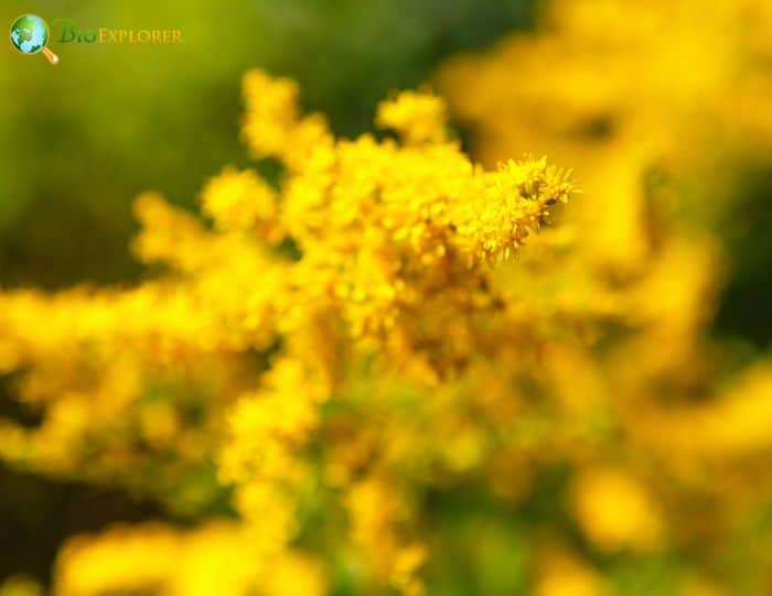 Solidago Flowers