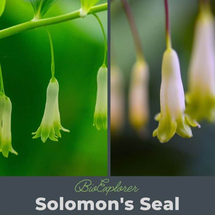 Solomon's Seal