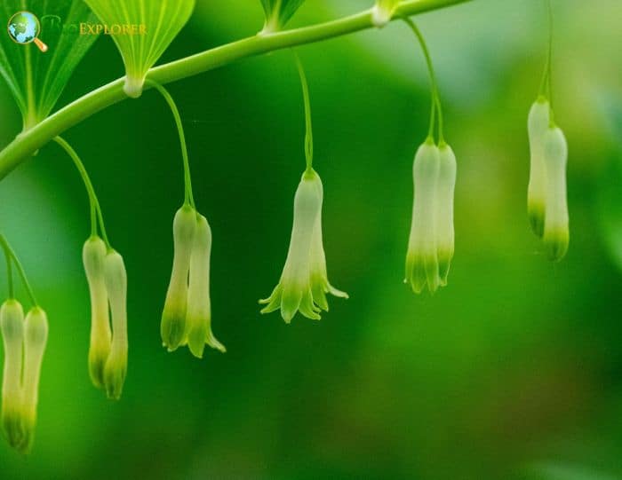 Solomon's Seal Flowers