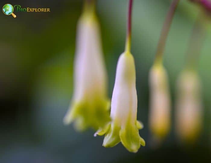 Solomon's Seal Flowers