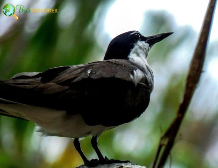 Sooty Tern