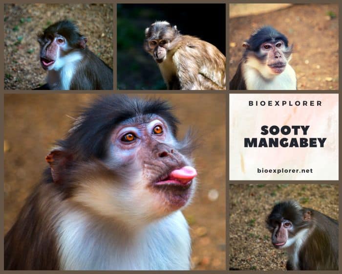 Sooty Mangabey