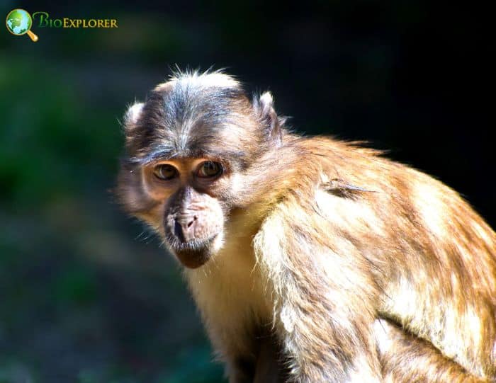 Sooty Mangabey