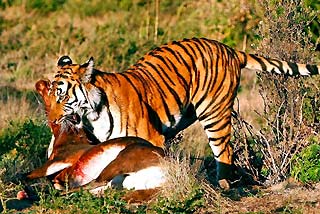 South China Tiger Diet