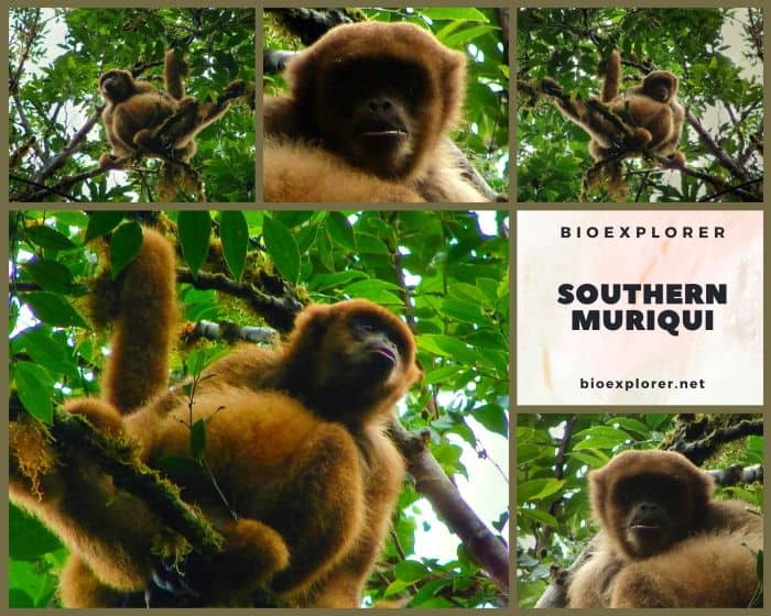 Southern Muriqui