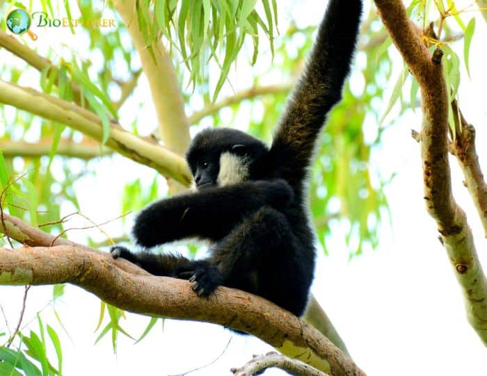 Southern White Cheeked Crested Gibbon