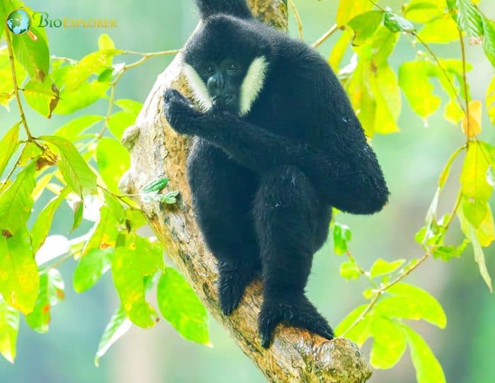 Southern White Cheeked Crested Gibbon 