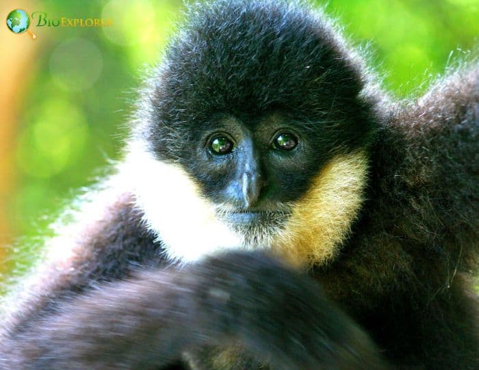 Southern White Cheeked Crested Gibbon 