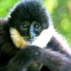 Southern White-cheeked Crested Gibbon