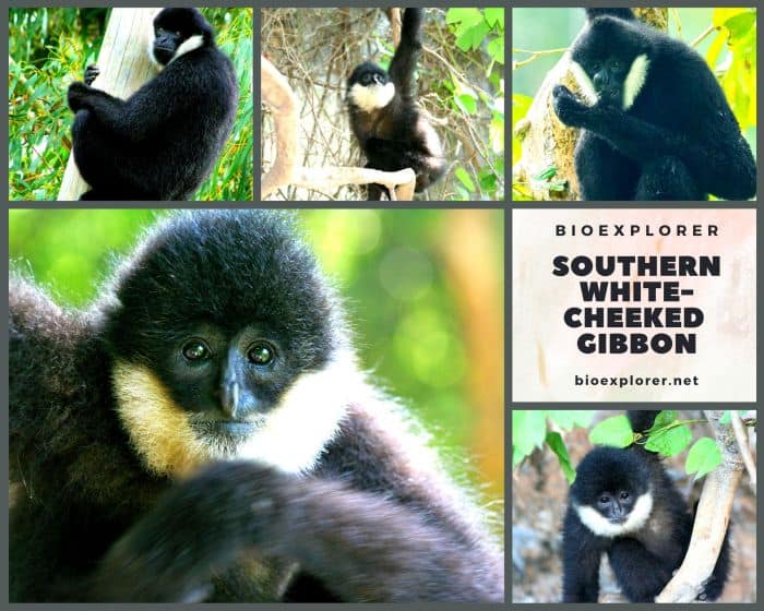 Southern White Cheeked Crested Gibbon