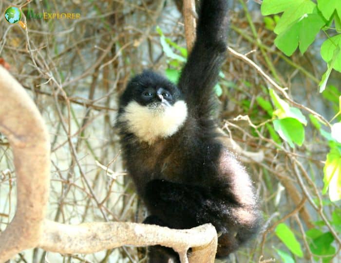 Southern White Cheeked Crested Gibbon