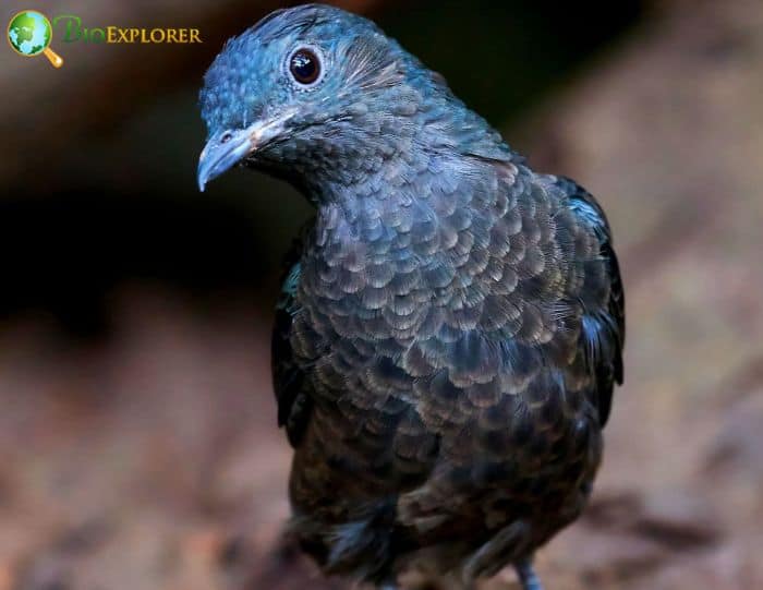 Spangled Cotinga In Rainforest