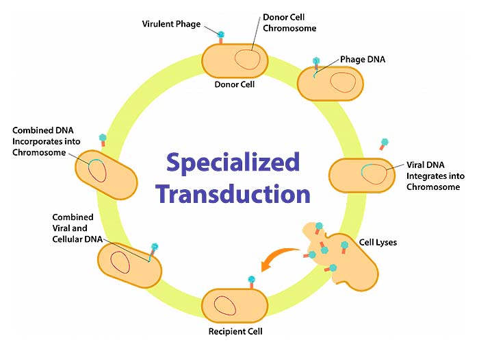 Specialized Transduction (Lysogenic Cycle)