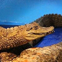 Spectacled Caiman