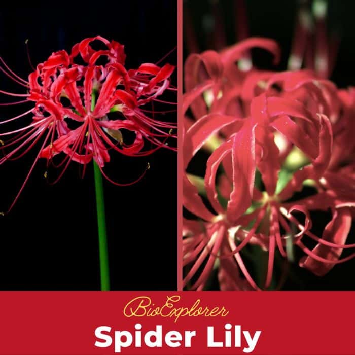 Spider Lily