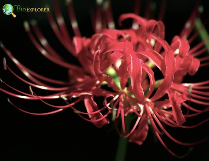 Spider Lily