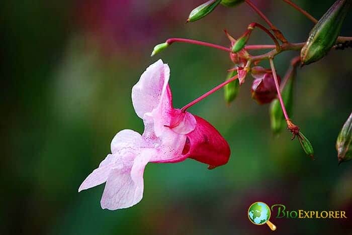 Spotted Snapweed Flower