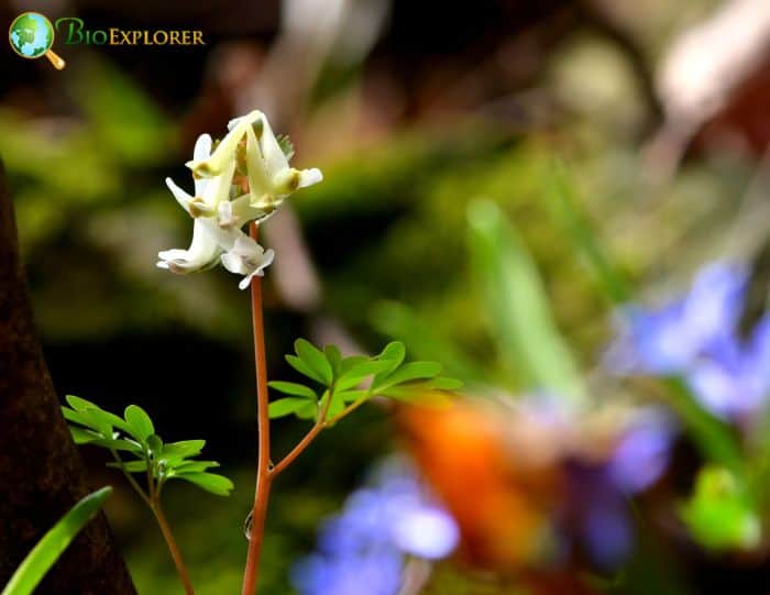 Squirrel Corn Flowers