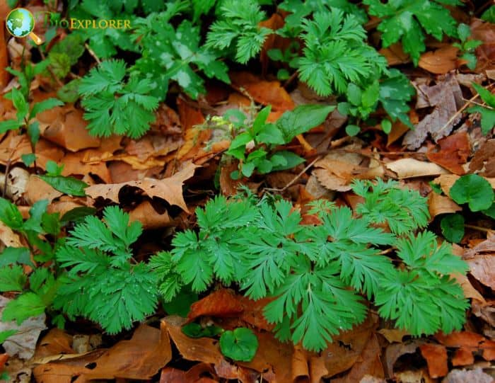 Squirrel Corn Plant