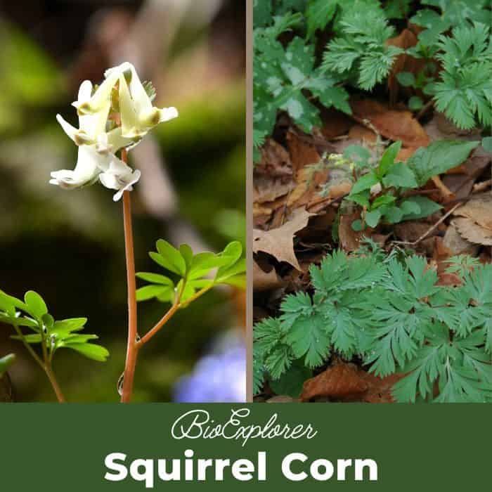 Squirrel Corn