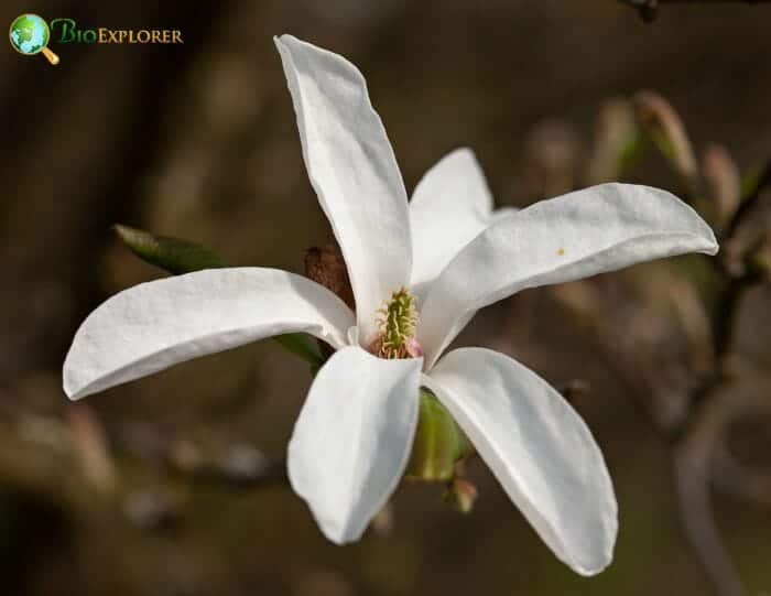 Star Magnolia