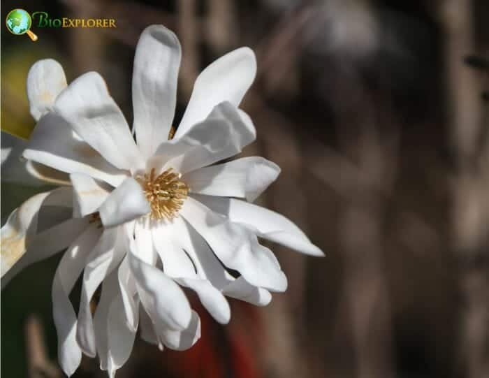 Star Magnolia Flowers