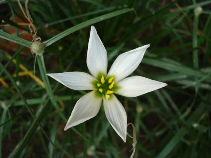 Star Of Bethlehem