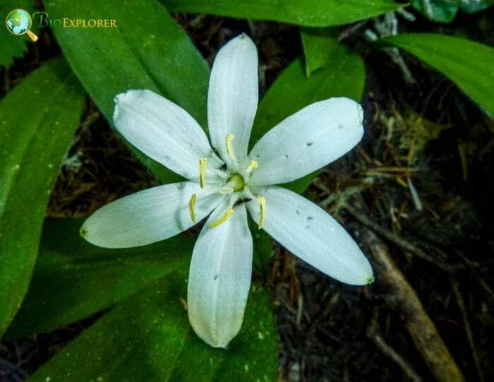 Star-shaped Queen's Cup Flower