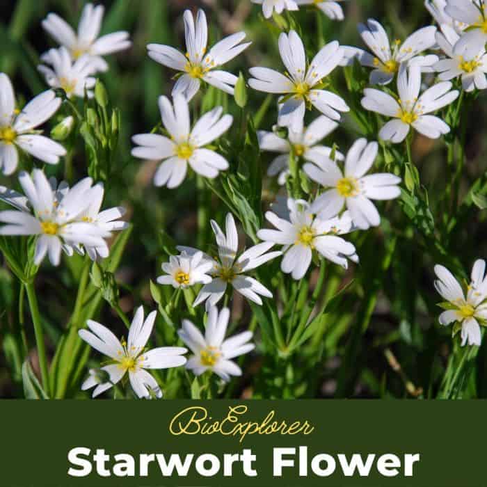 Starwort