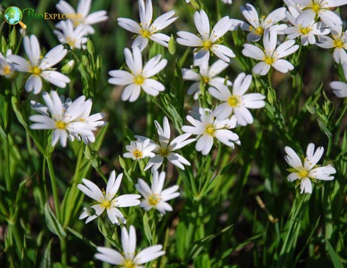 Starwort