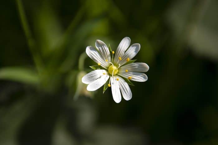 Stellaria Longipes