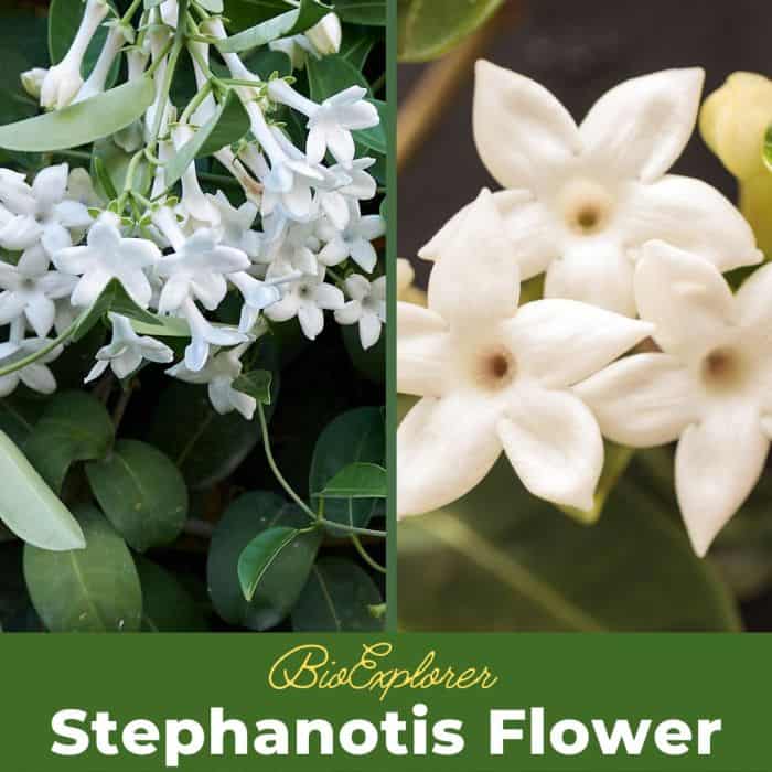 Stephanotis