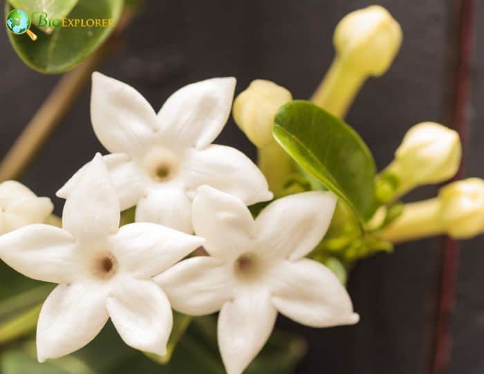 Stephanotis