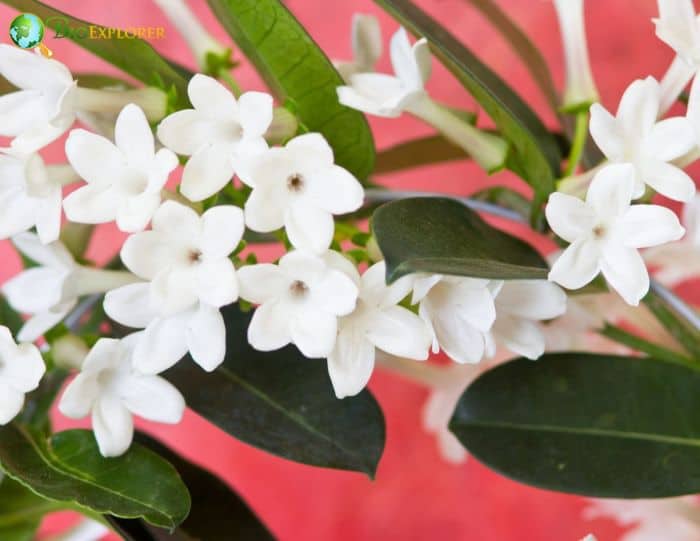 Stephanotis Flowers