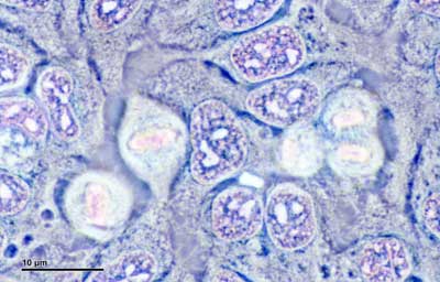 Sterile Cell Culture