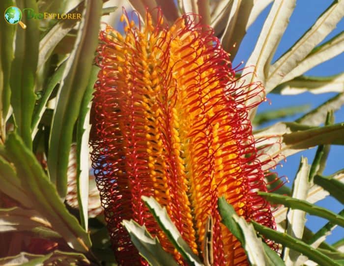 Strawberry Banksia