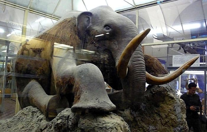 Stuffed Woolly Mammoth from St. Petersburg Museum