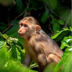 Stump-tailed Macaque