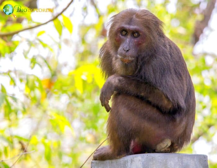 Stump-tailed Macaque