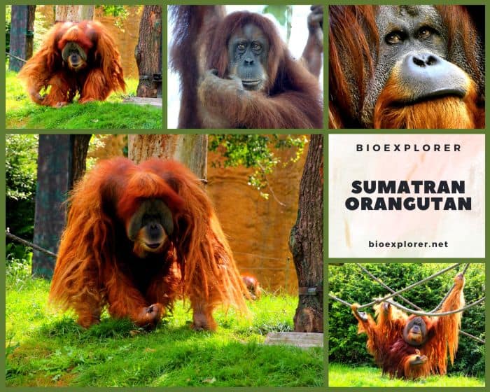 Sumatran Orangutan