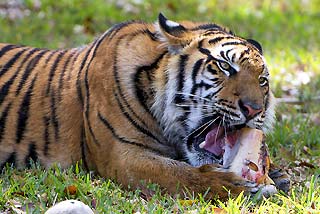 Sumatran Tiger Diet