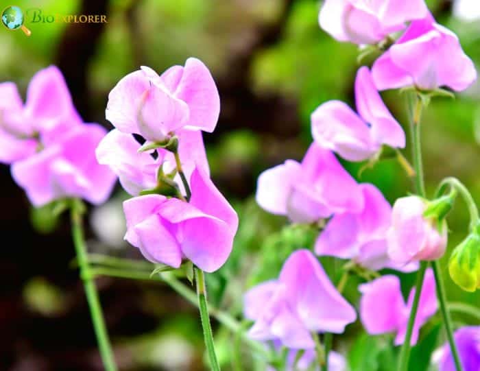 Sweet Peas Delicate Beauty