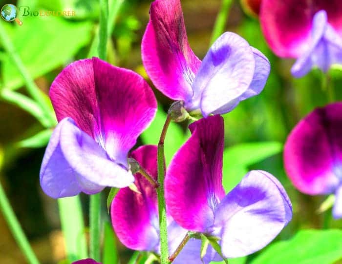 Sweet Peas Popular Varieties