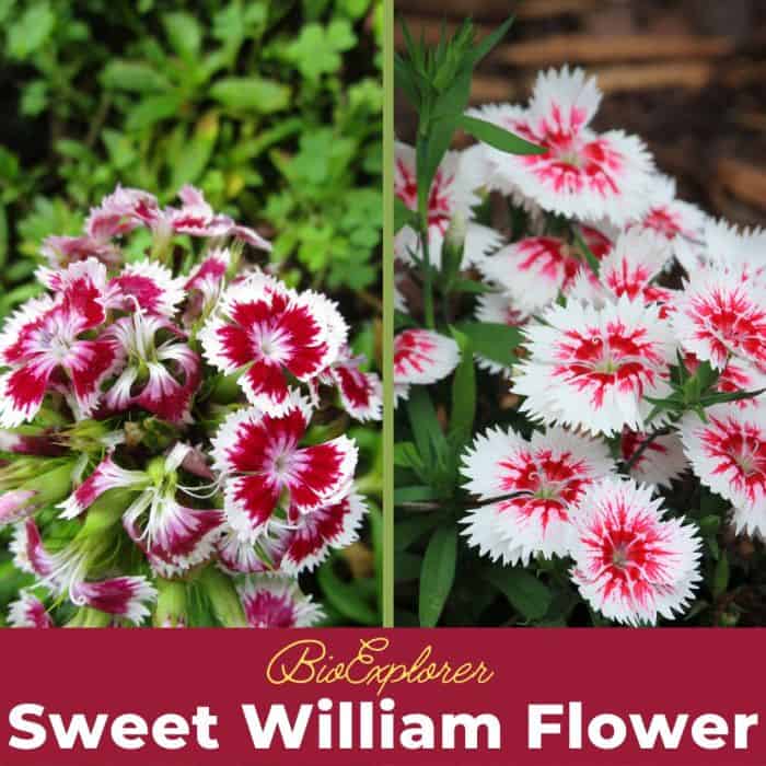 Sweet William